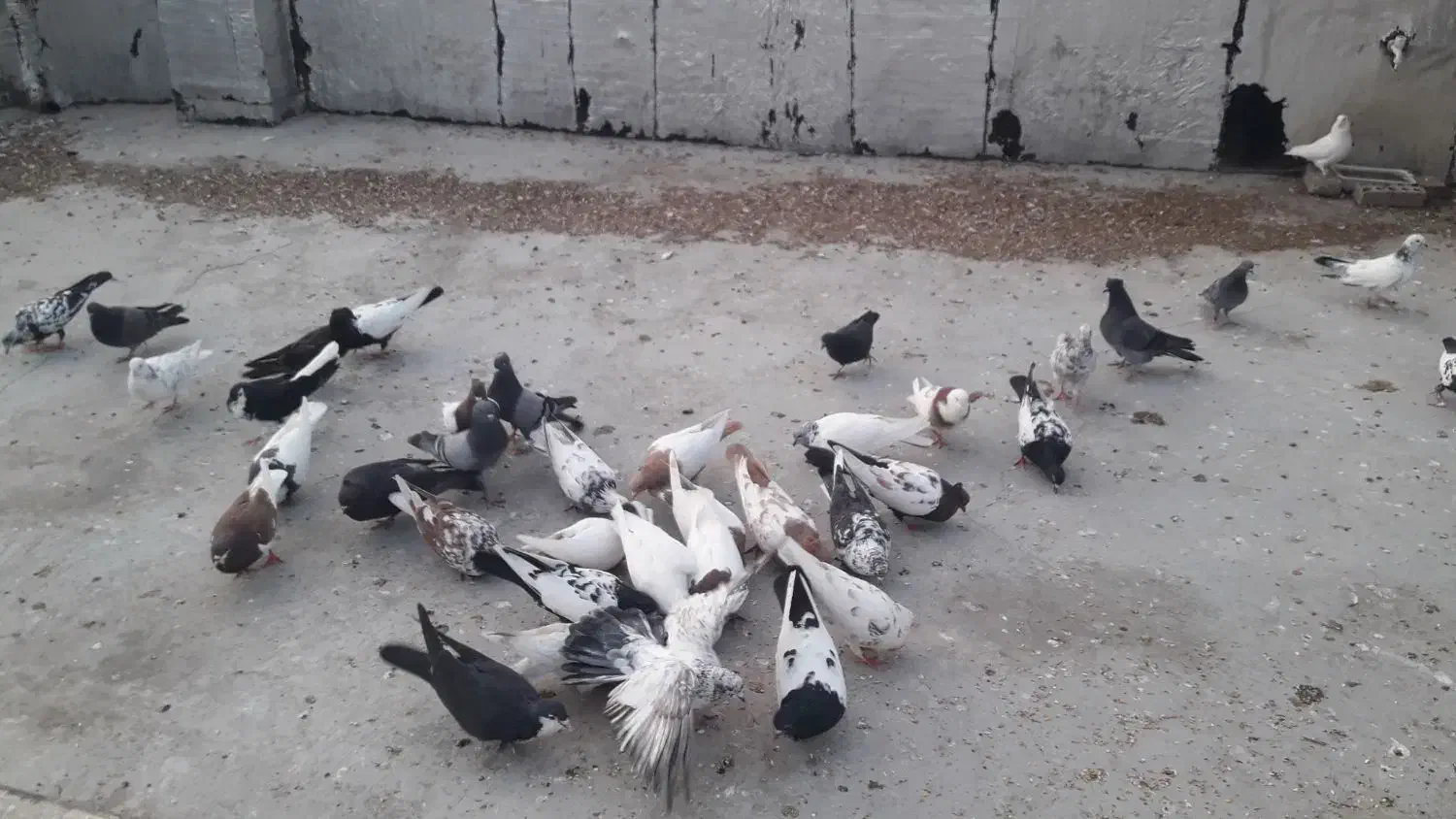 کبوتر سینه وتک پر وطوقی|پرنده|فاضل آباد, |دیوار