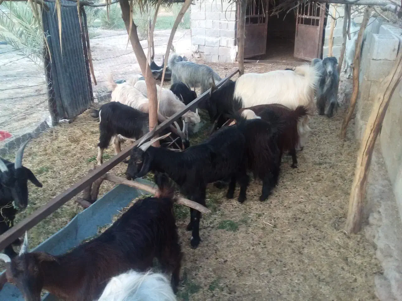 بزکهره دار دوقولو|حیوانات مزرعه|جره و بالاده, |دیوار