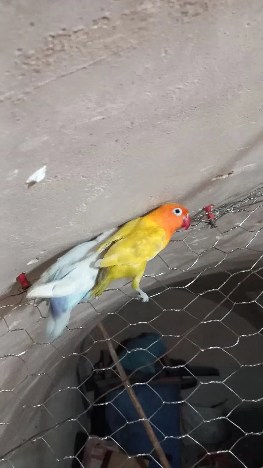 یکجفت کوتوله|پرنده|نجف‌آباد, یزدانشهر|دیوار