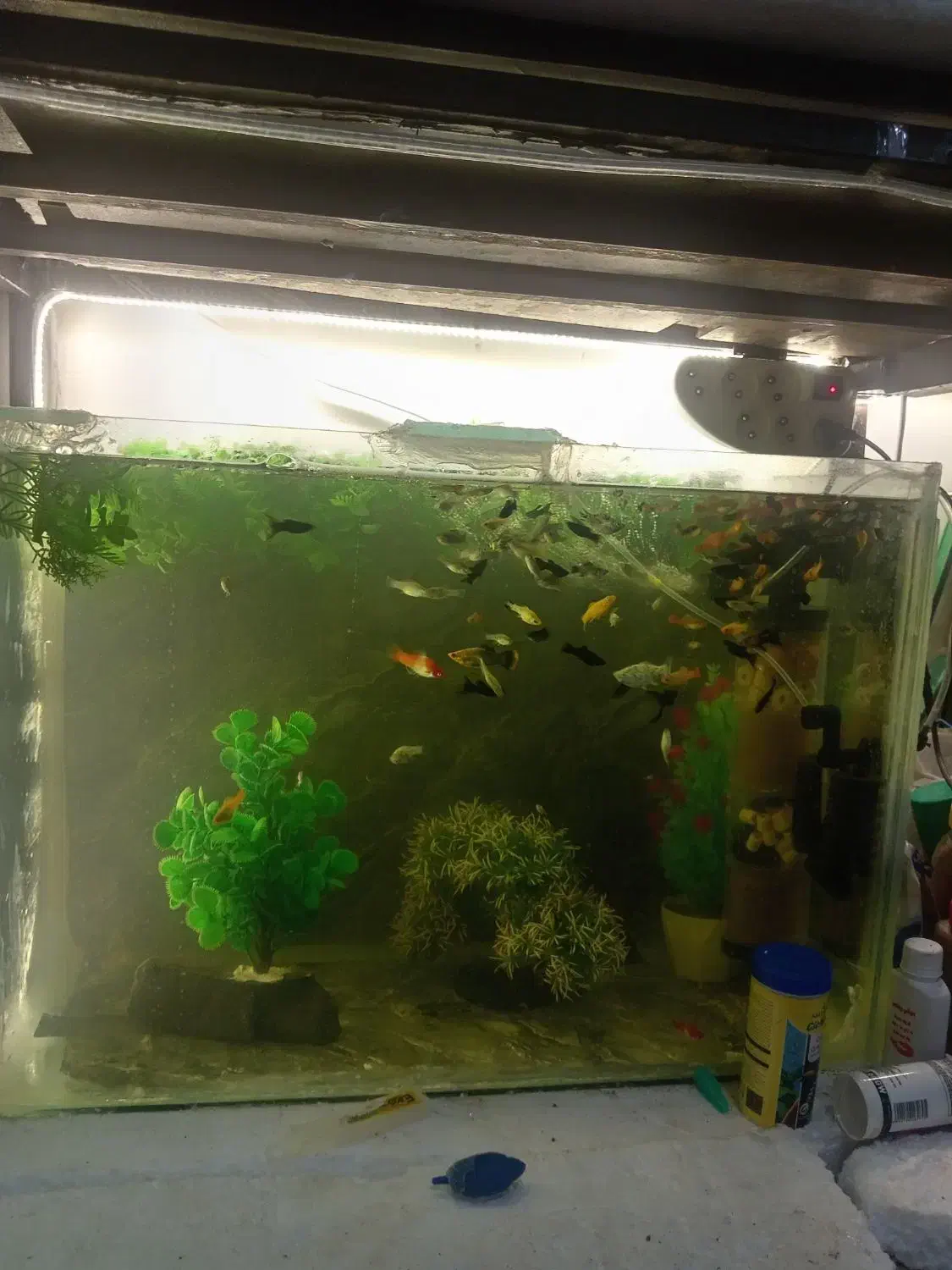 فروش ماهی گوپی بااکواریوم|ماهی|شیراز, سعدیه شمالی|دیوار