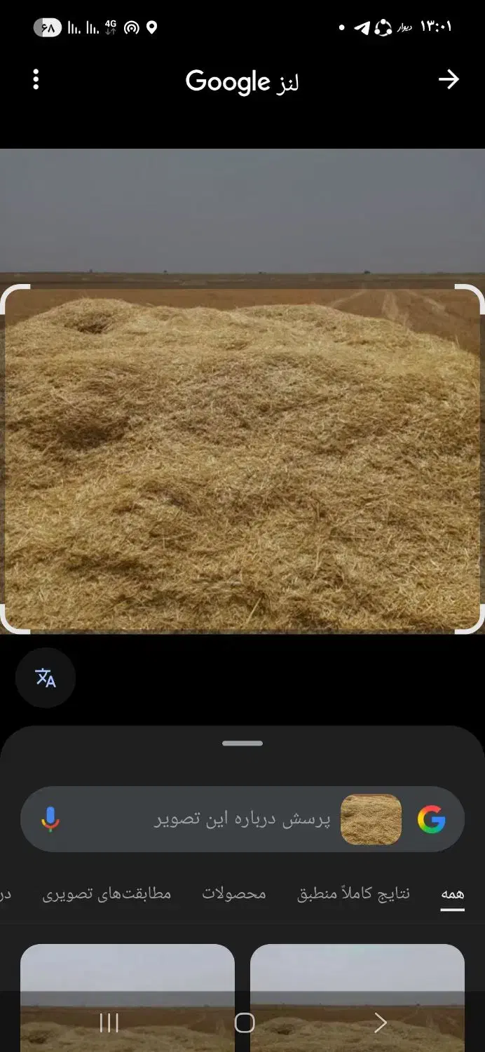 کاه گندم|حیوانات مزرعه|صومای برادوست, |دیوار