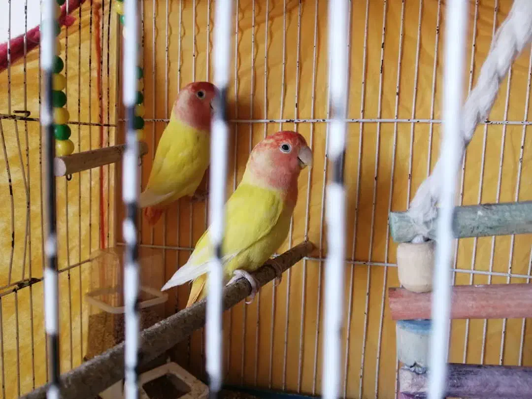 کوتوله برزیلی|پرنده|صدرا-فارس, فاز ۱|دیوار