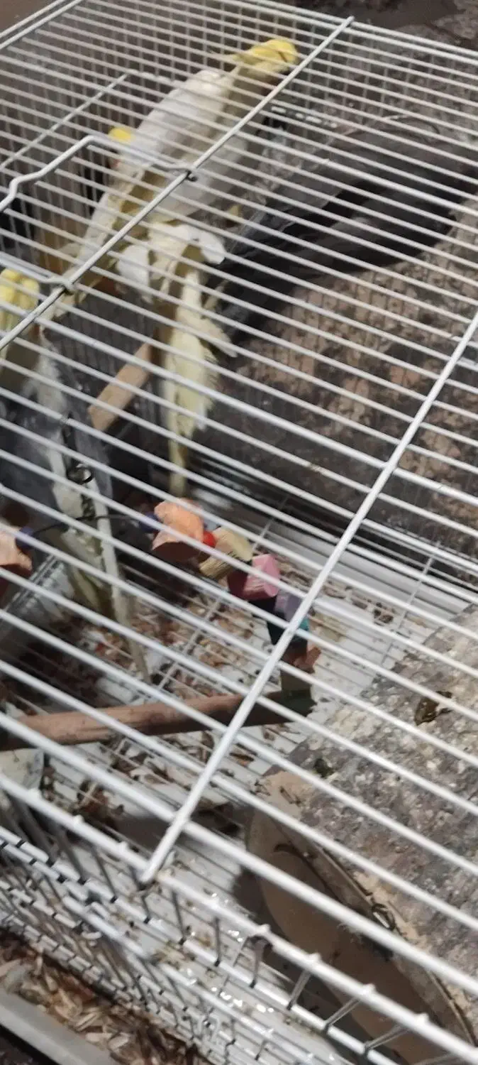 عروس هلندی|پرنده|بندرعباس, |دیوار