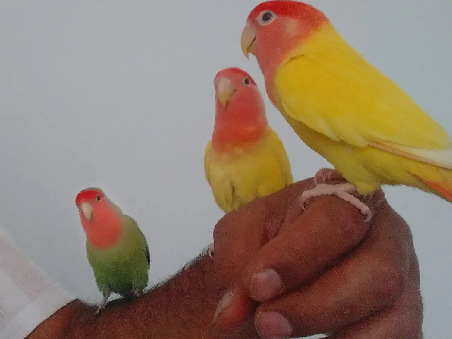جفت طوطی کوتوله برزیلی ... رام، دستی و بسیار زیبا|پرنده|جهرم, |دیوار