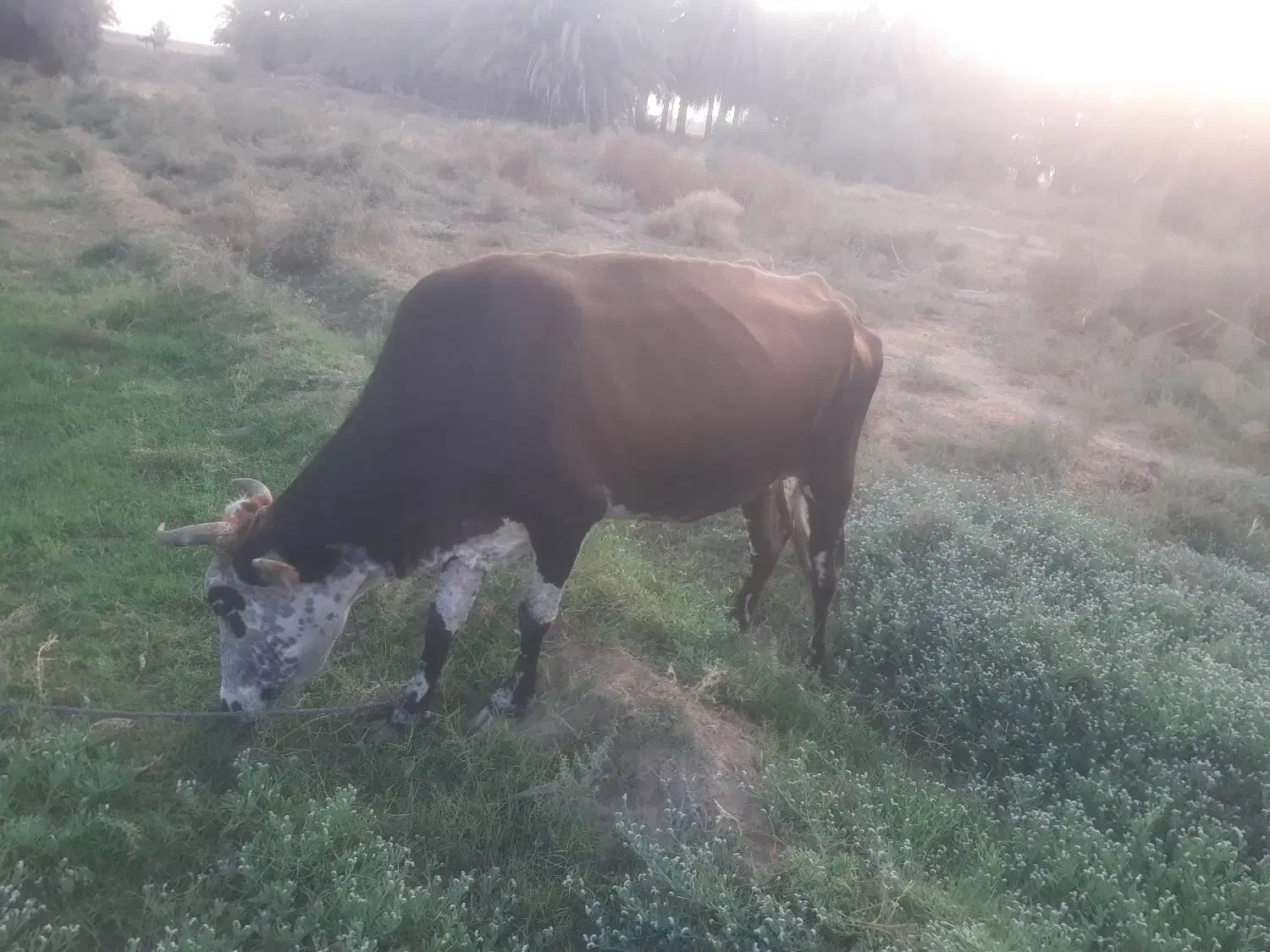 گاو مال داری|حیوانات مزرعه|پشتکوه (سیستان و بلوچستان), |دیوار