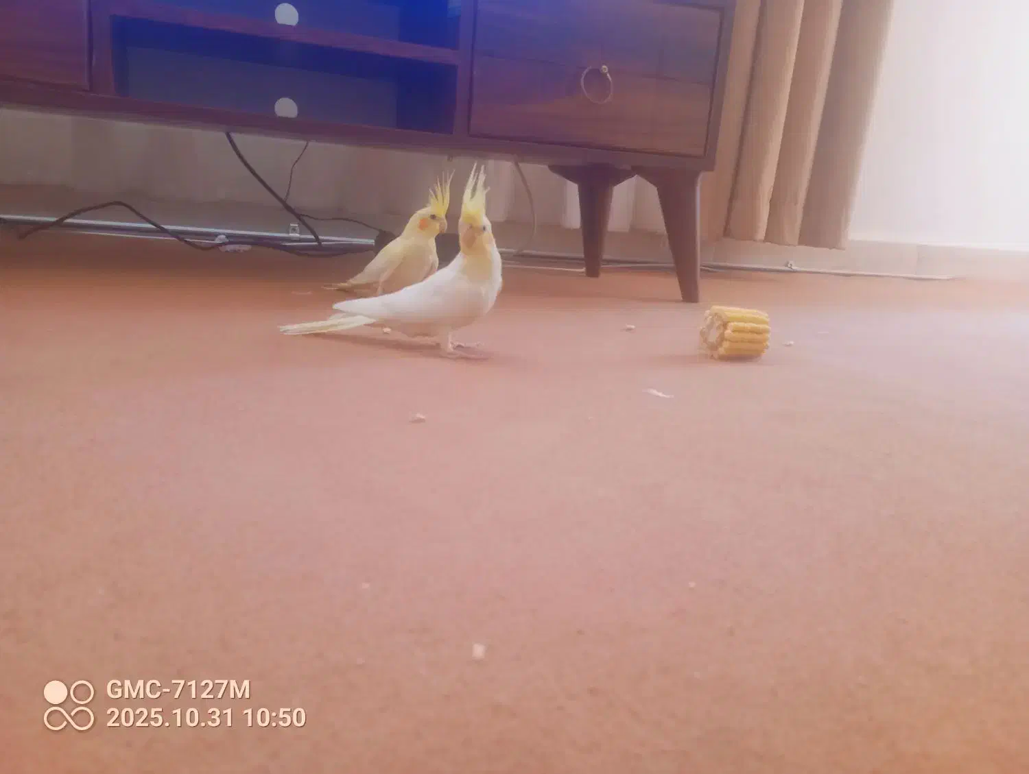 عروس هلندی ومرغ عشق|پرنده|محمدیه-قزوین, |دیوار