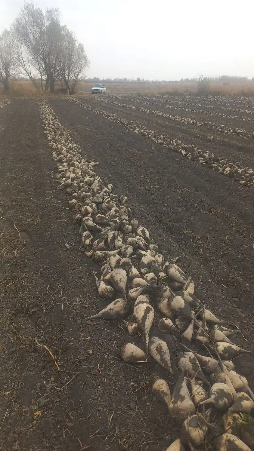 چغندر|خوردنی و آشامیدنی|نوشین شهر, |دیوار