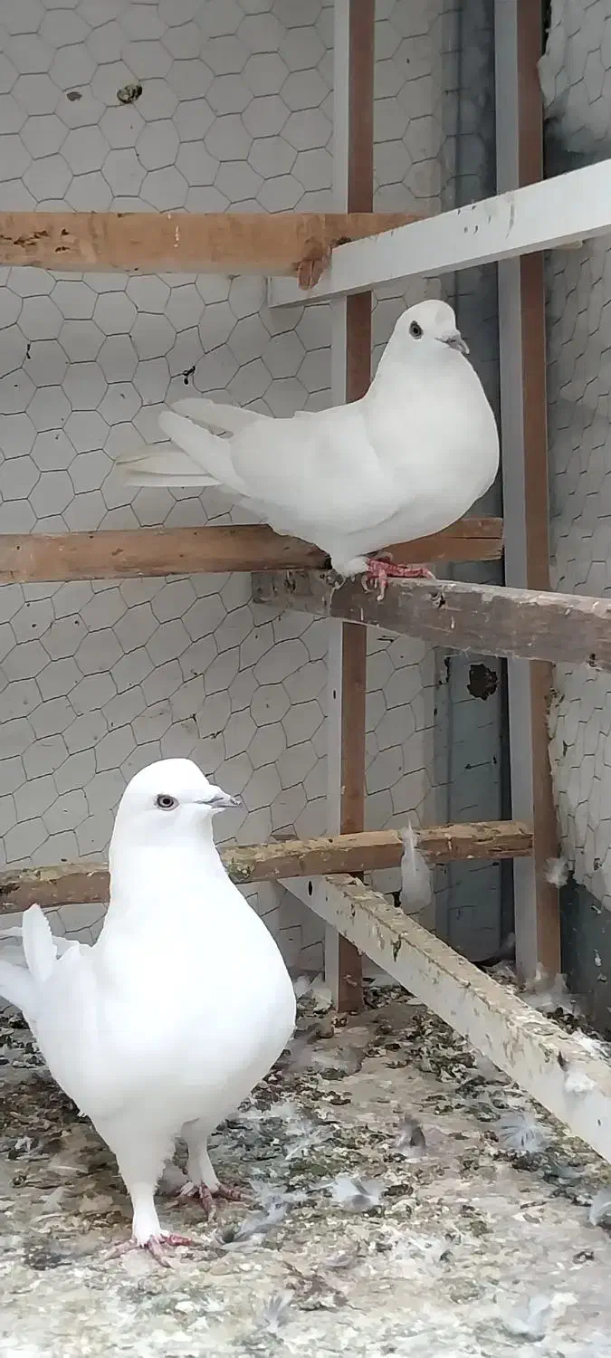 کفتر خوب|پرنده|تهران, بهداشت|دیوار