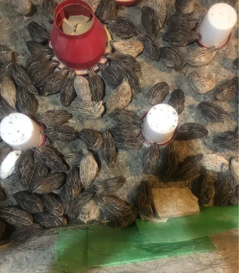 بلدرچین|حیوانات مزرعه|امیدیه, |دیوار