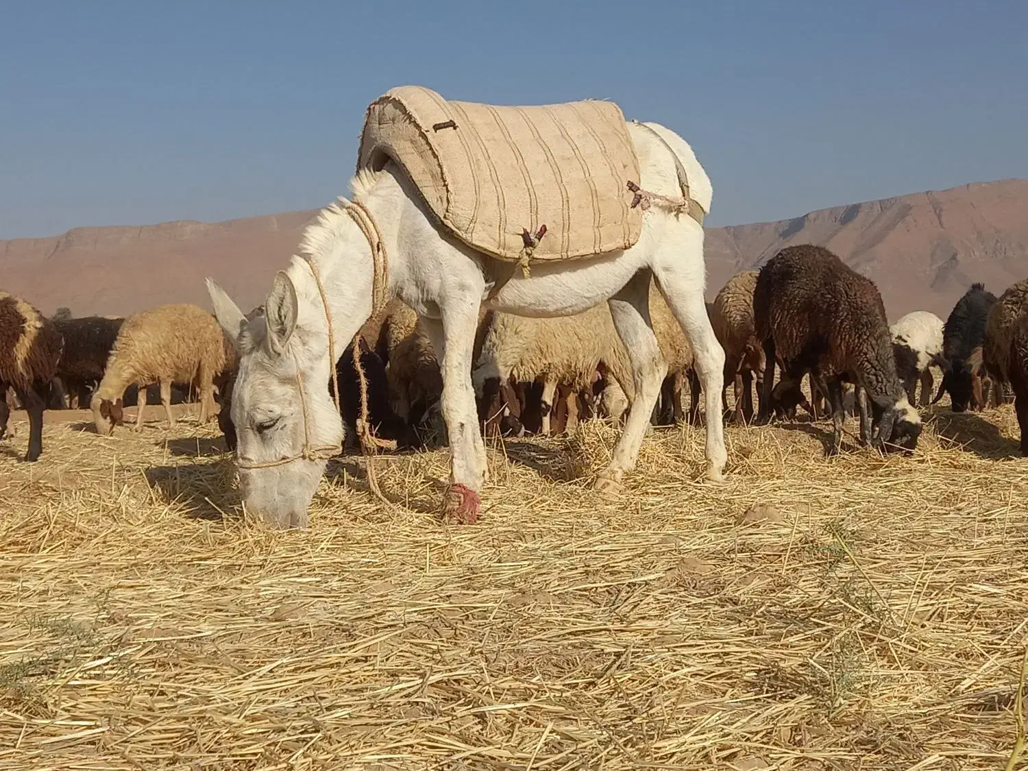 الاغ گله ایی به شرط|حیوانات مزرعه|معصومیه, |دیوار