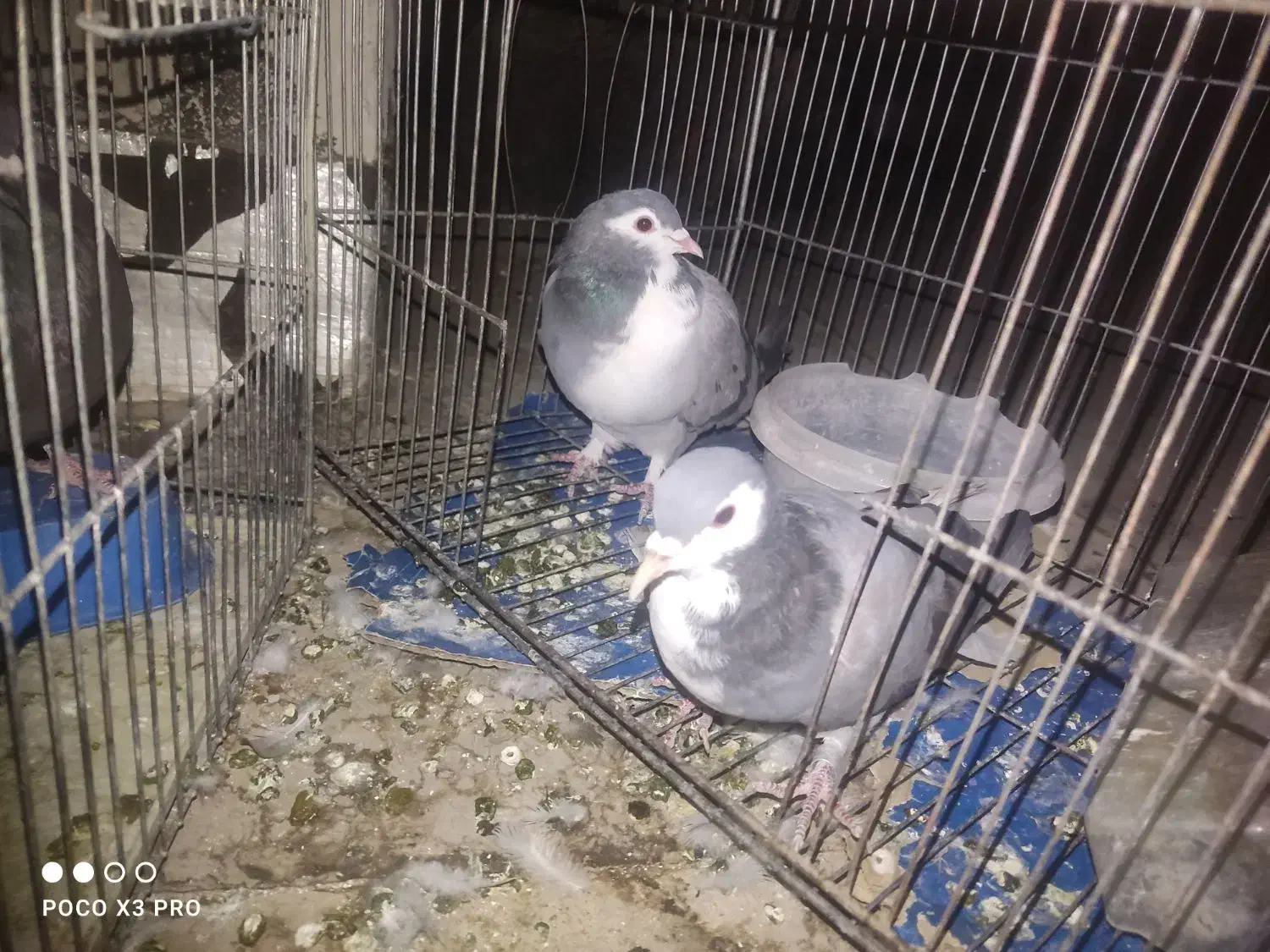 کفتر دمگیر ماده، قزوینی، بدرنگ ،زیل نر|پرنده|فولادشهر, C1|دیوار