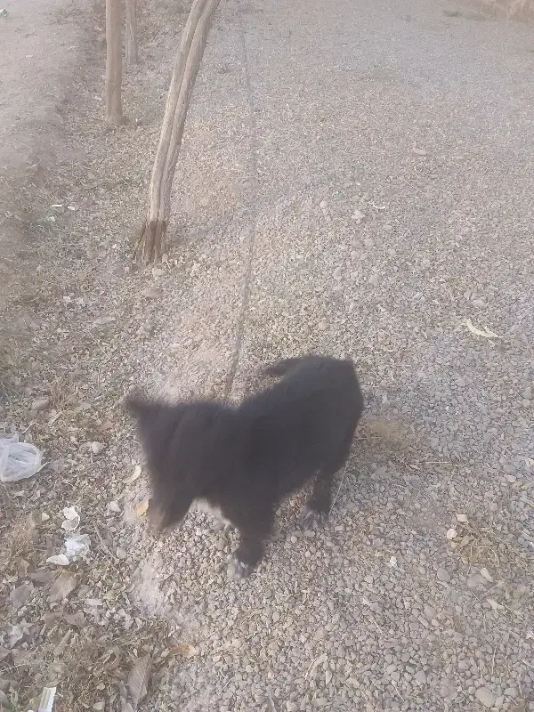 یک پا کوتاه   باهوش|سگ|مشهد, توس فردوسی|دیوار