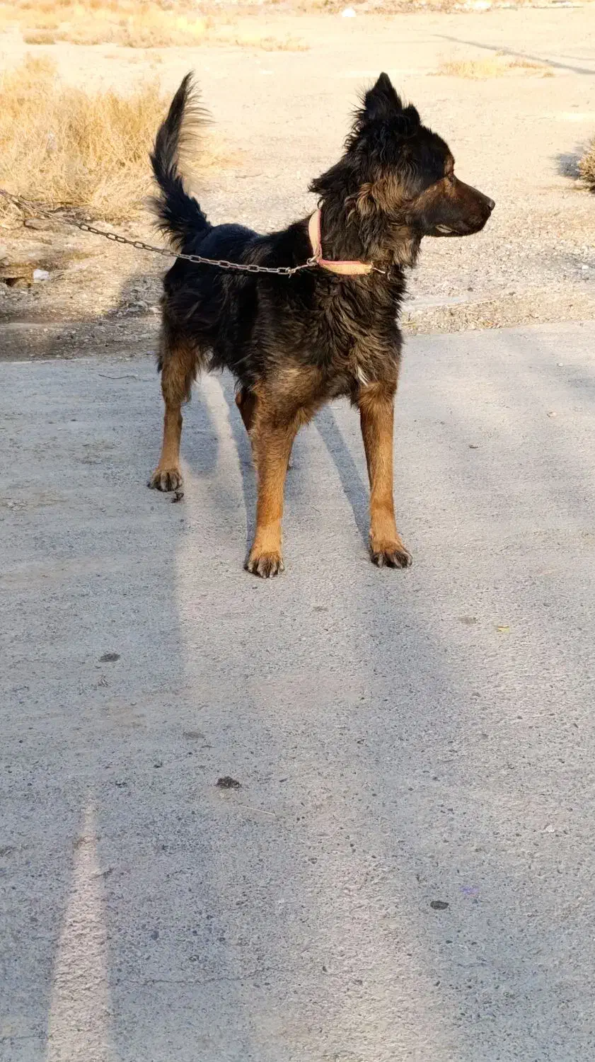 سگ نگهبان شپرد|سگ|گلبهار, نوبهار|دیوار