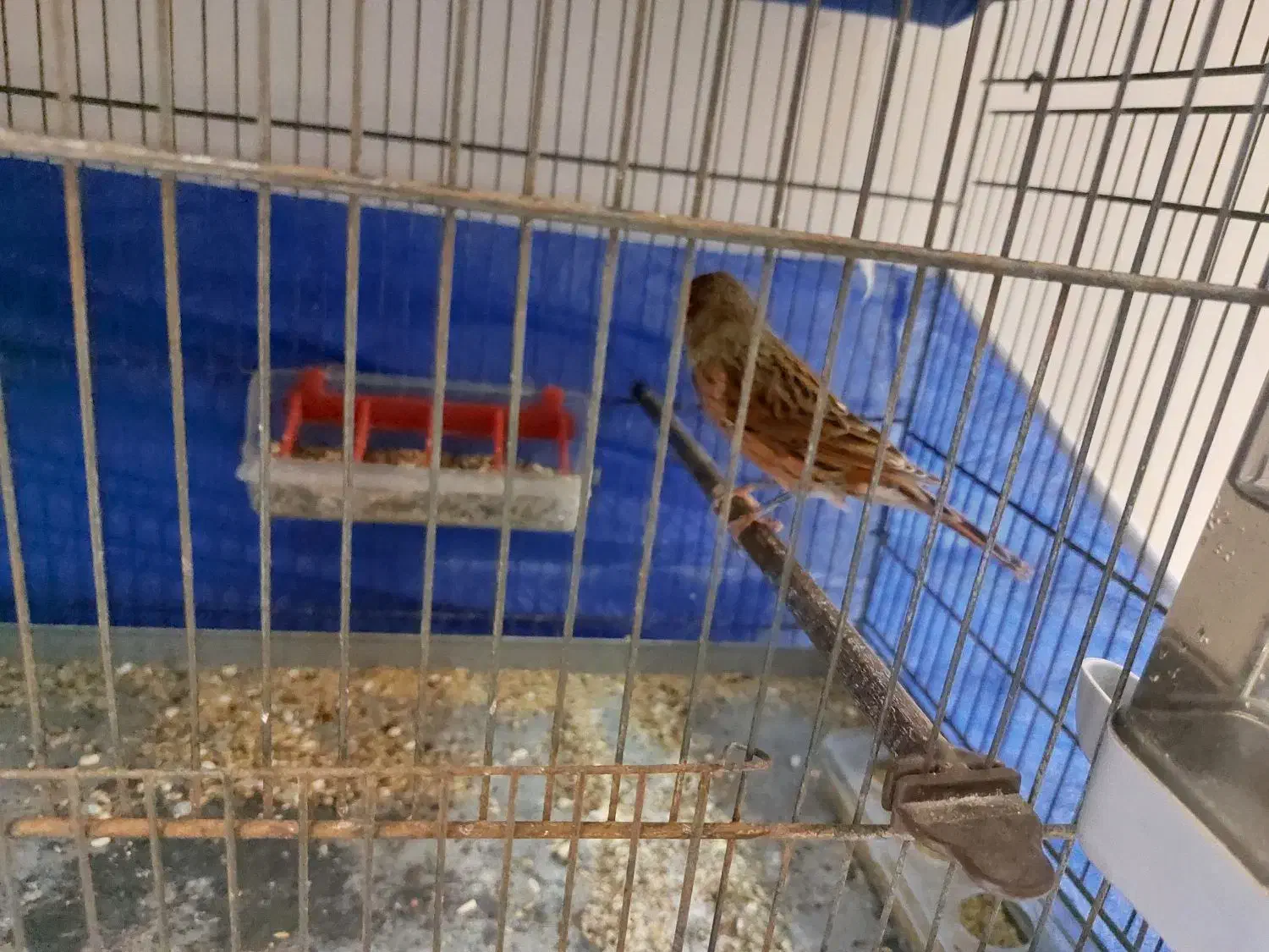 یک عدد قناری ماده دو عدد قناری نر|پرنده|شاهین‌شهر, طالقانی|دیوار