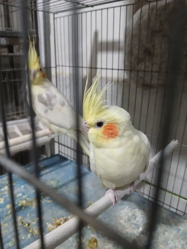 انواع قناری مرغ و کبوتر|پرنده|خمینی‌شهر, |دیوار