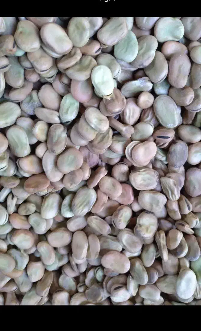 بالای طارم|عمده‌فروشی|رشت, رودبارتان|دیوار