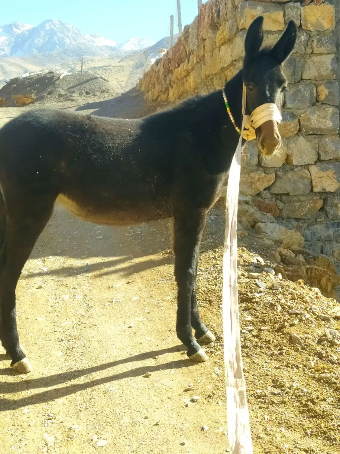 قاطر ماده7ماهه|حیوانات مزرعه|پاوه, |دیوار