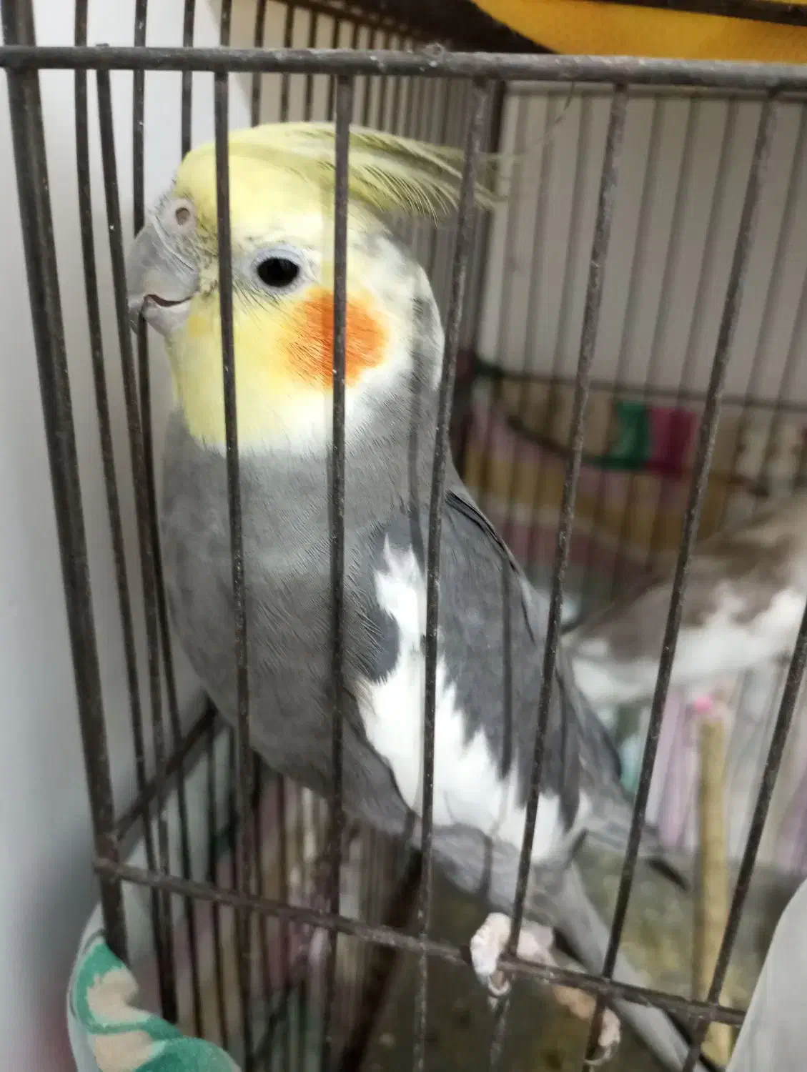 جفت عروس هلندی مولد|پرنده|مرودشت, ثبت احوال|دیوار