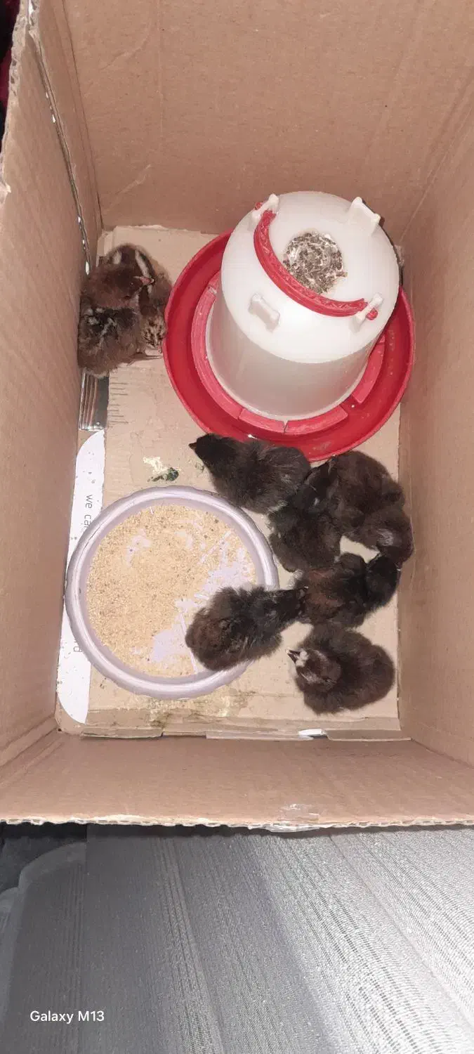 جوجه|حیوانات مزرعه|قره ضیاالدین, |دیوار