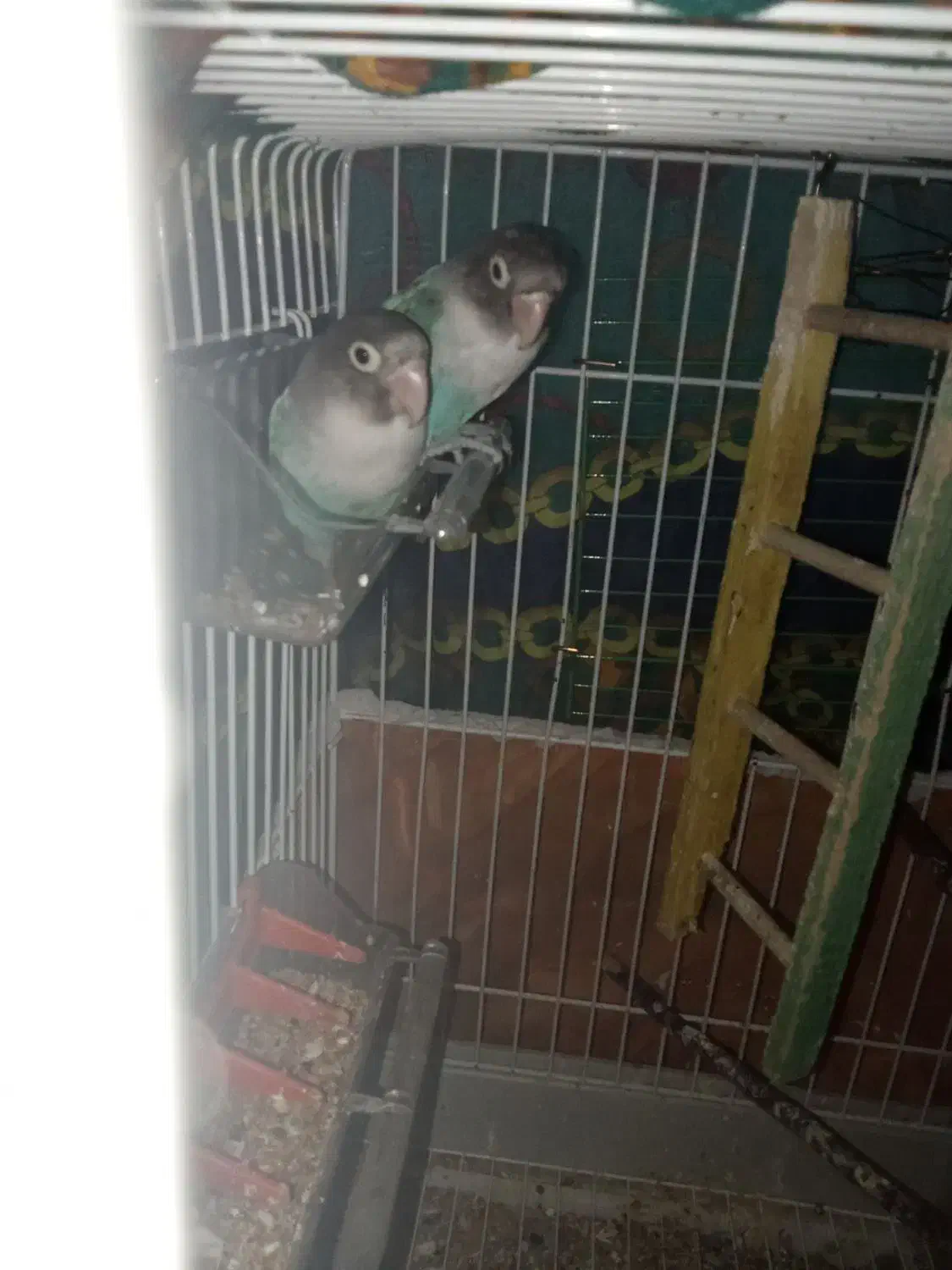 یک طوطی برزیلی کاربونی|پرنده|ارومیه, |دیوار