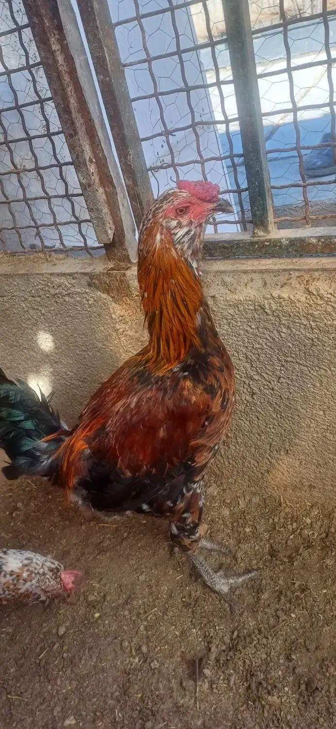 خروس جوان|حیوانات مزرعه|احمدآبادمستوفی, |دیوار