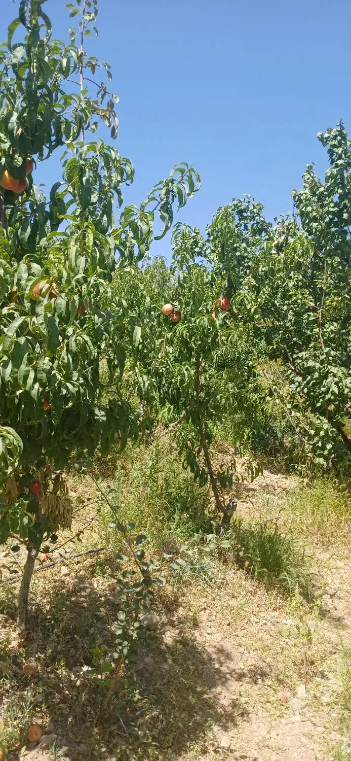 سمپاشی هرس کود دهی حرس نیسان کوددهی کود بانیسان|خدمات باغبانی و درختکاری|شهرکرد, |دیوار