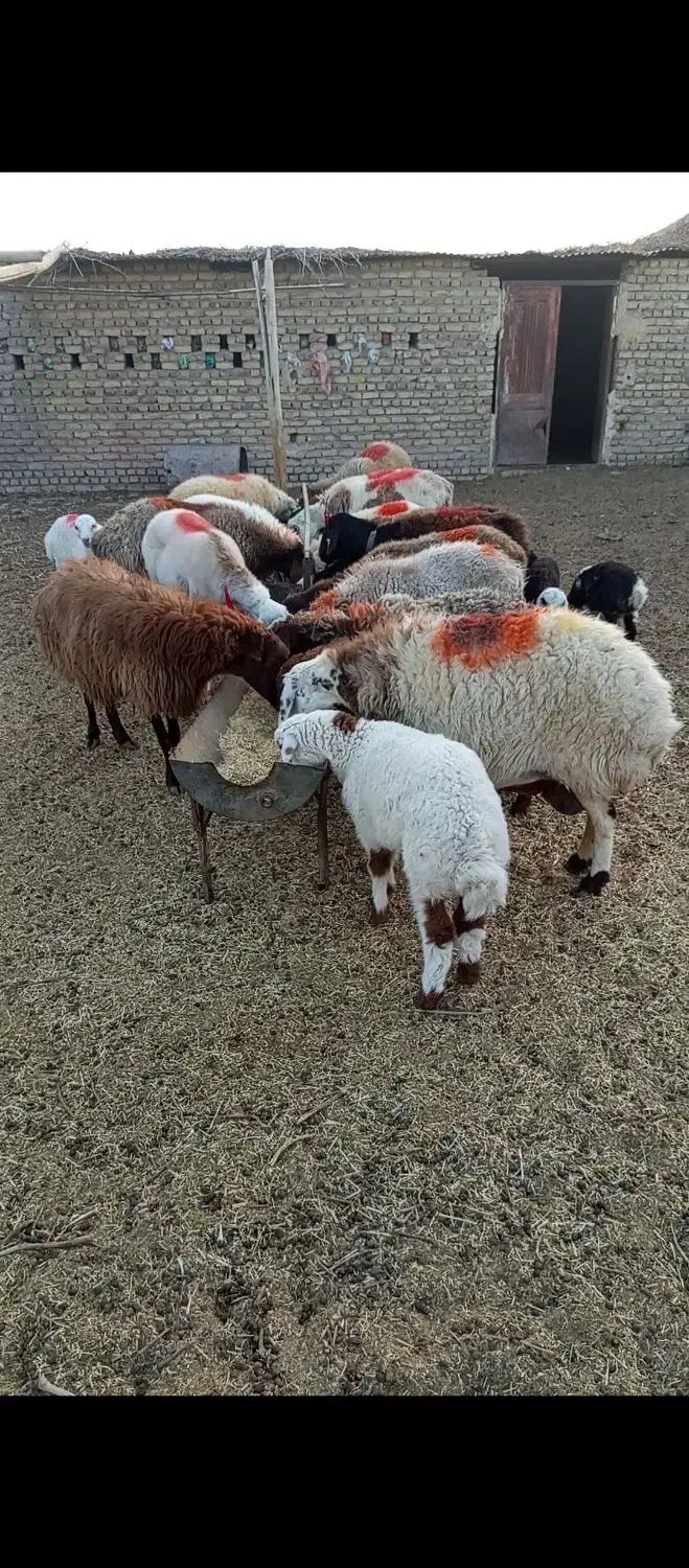 میش زاییده  داشتی درجه یک|حیوانات مزرعه|کاشمر, |دیوار