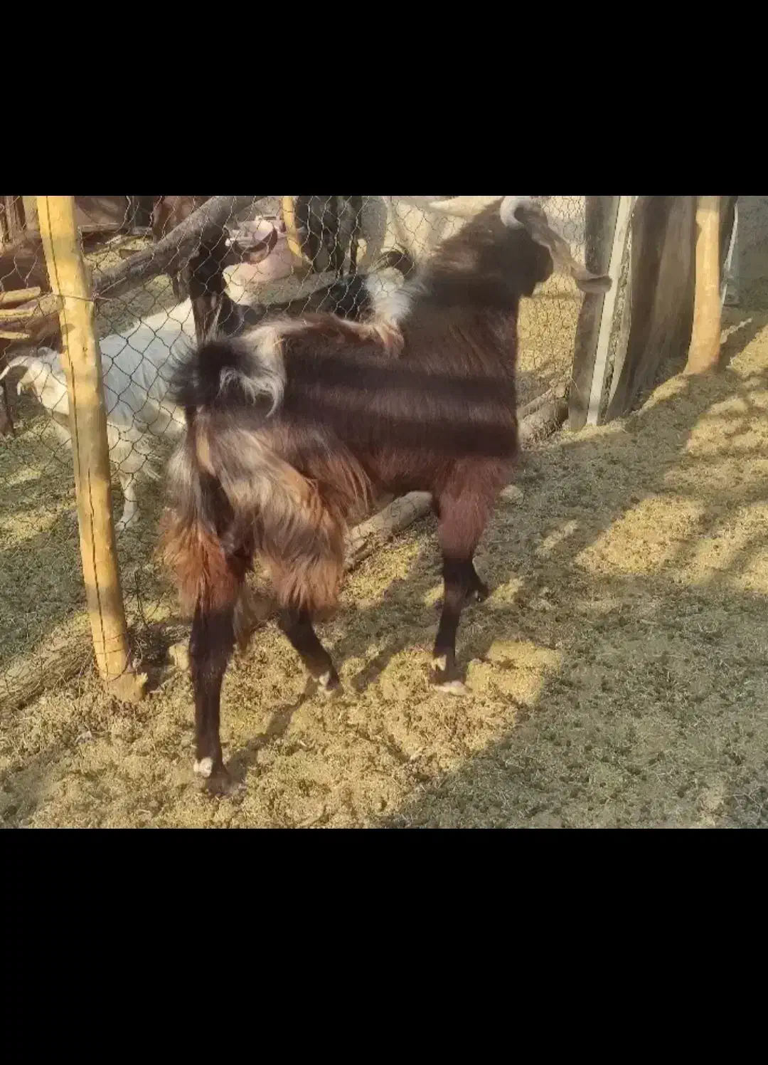 نری بخته|حیوانات مزرعه|رفسنجان, |دیوار