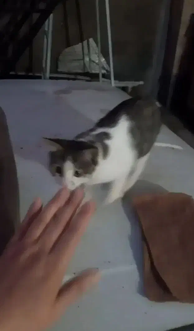 گربه گم شده در ابهر حوالی ثبت احوال کوچه خانصنمی|گربه|ابهر, |دیوار