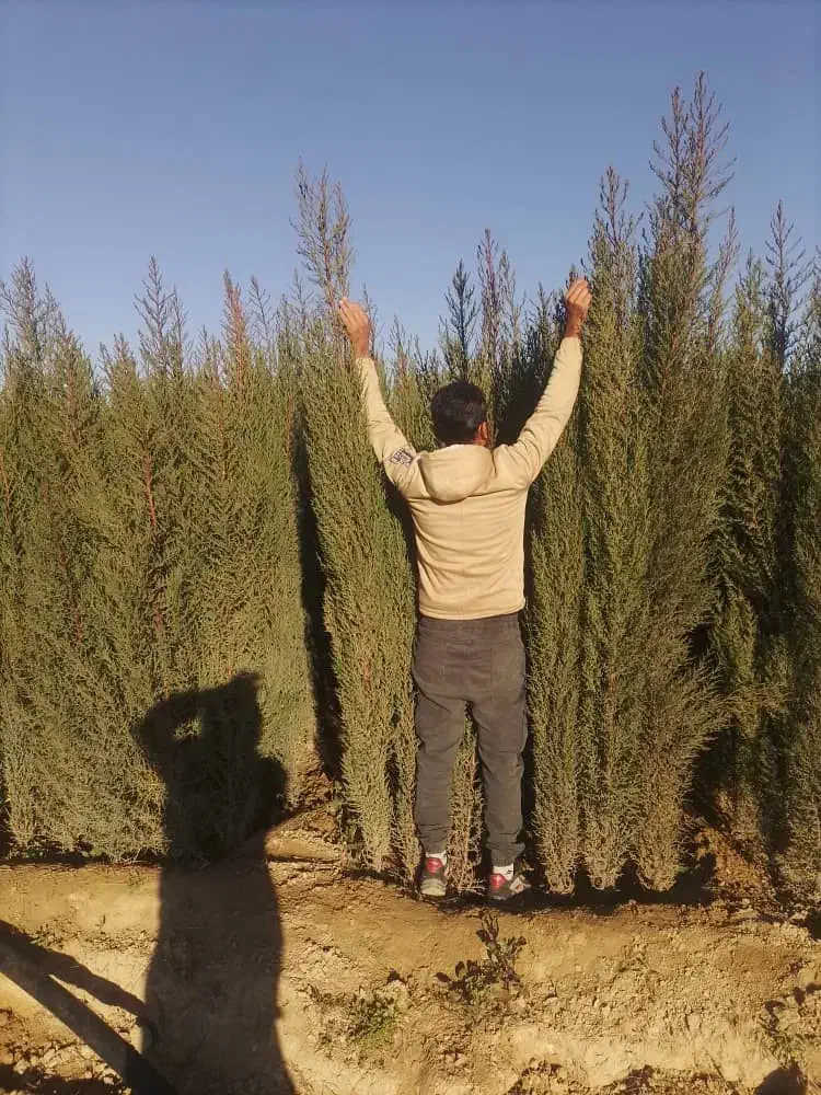 سرو ناز ازگیل|خدمات باغبانی و درختکاری|شیراز, لاله|دیوار