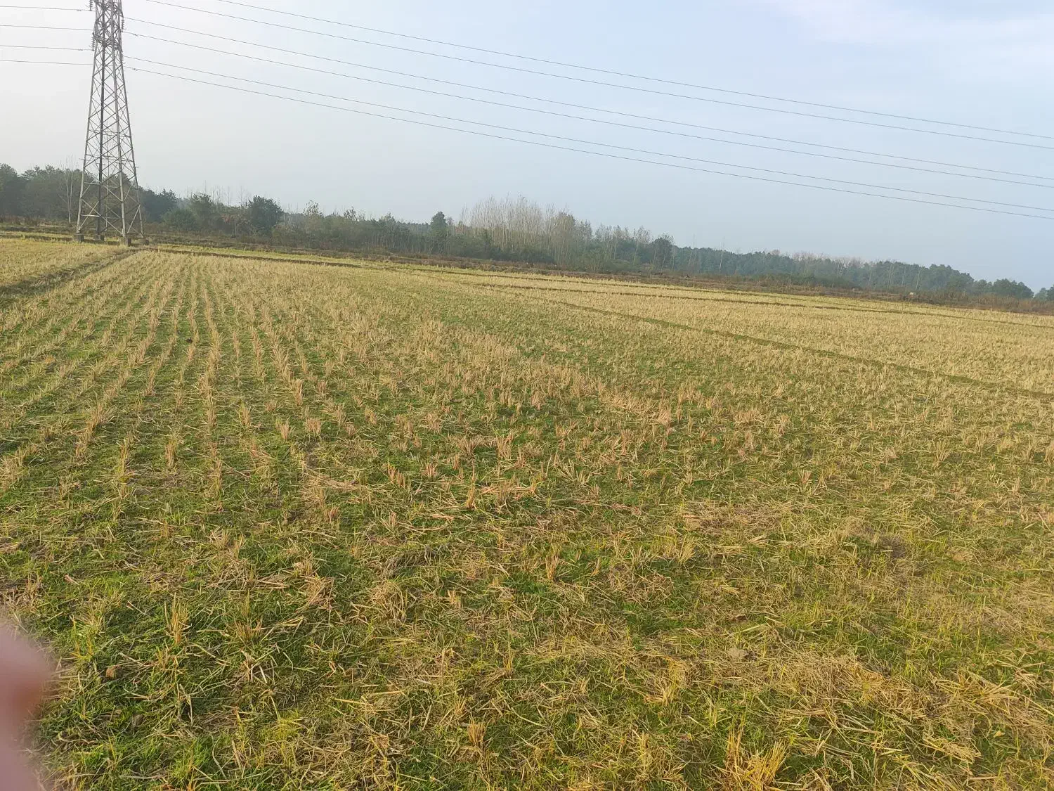 زمین شالیزار|فروش زمین و ملک کلنگی|طاهرگوراب, |دیوار