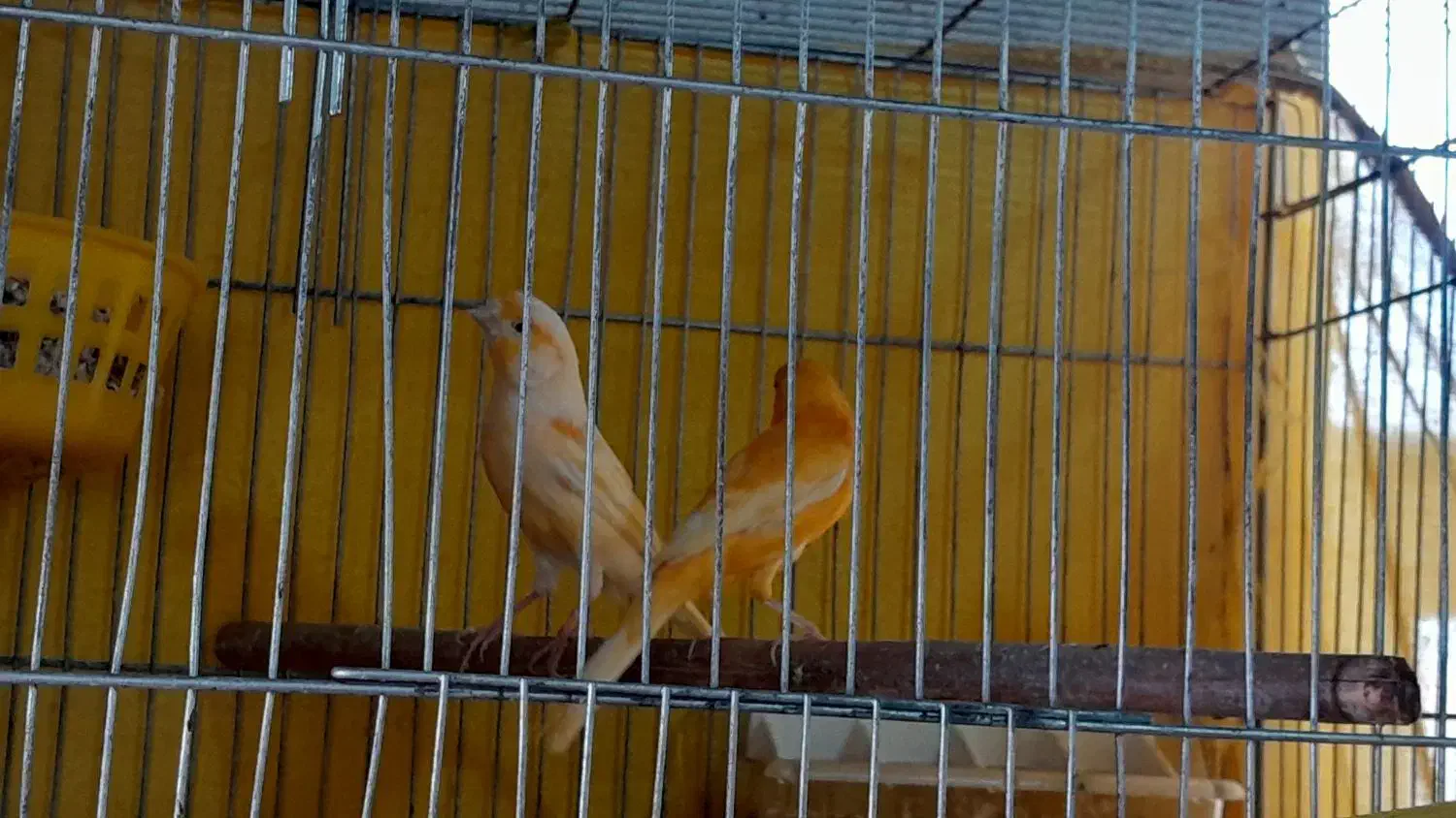 قناری جفت|پرنده|اردبیل, |دیوار