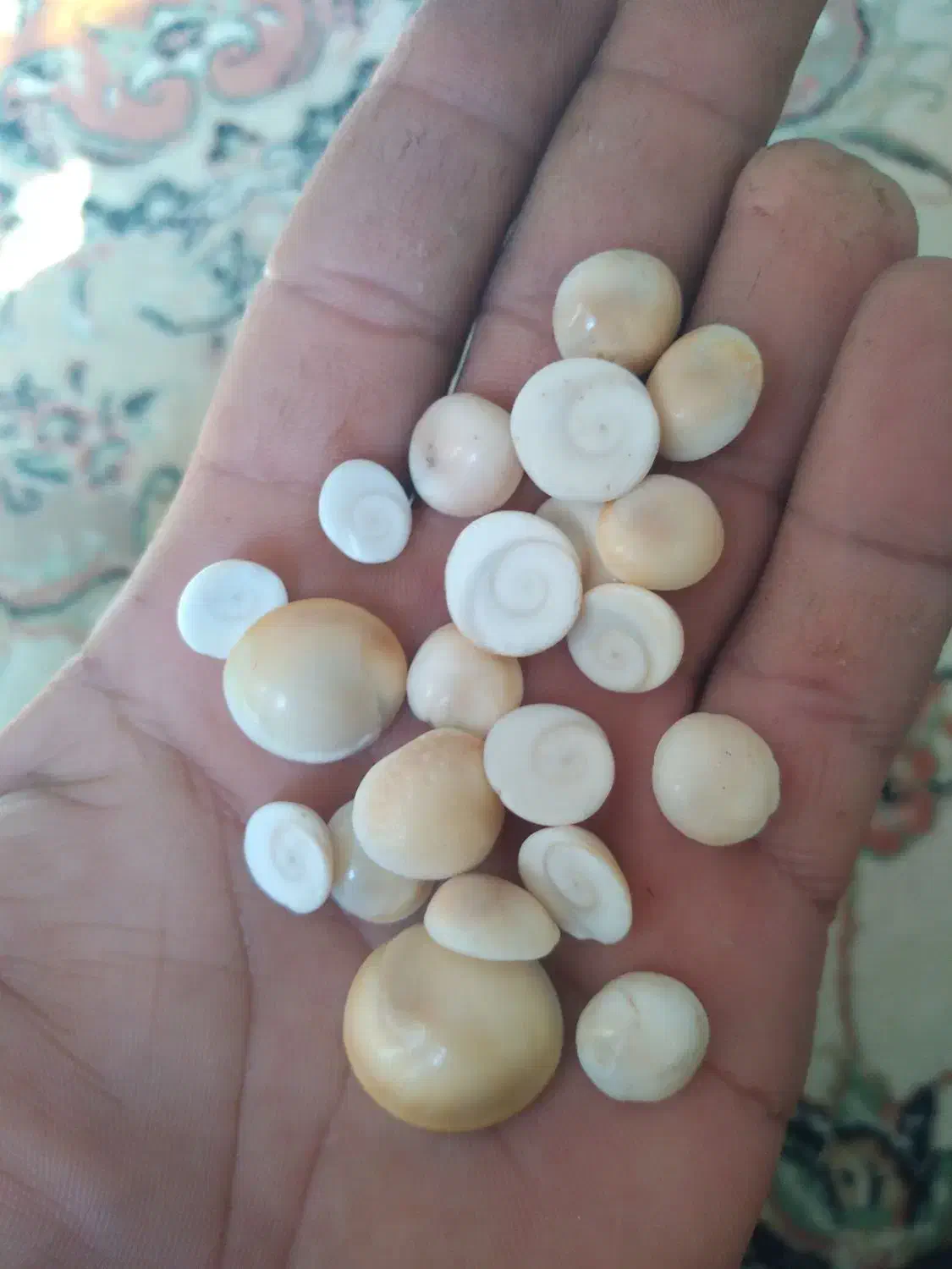 مهره صدفی یا مهره دریایی|زیورآلات و اکسسوری|شیبکوه (فارس), |دیوار