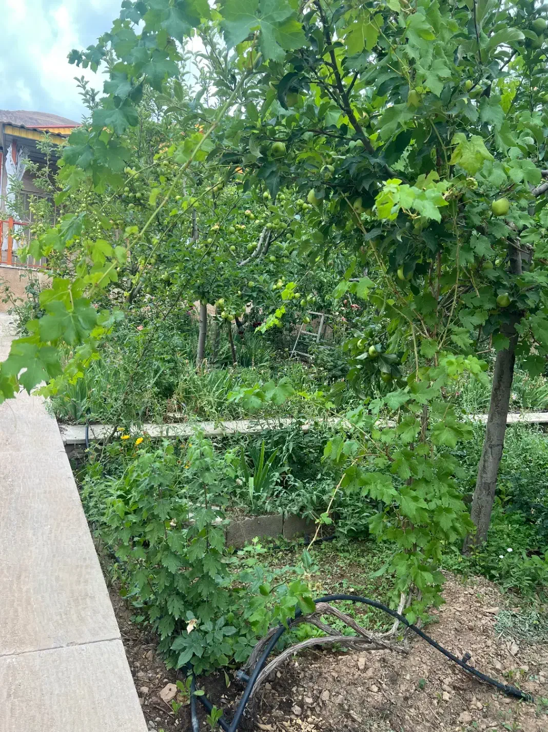 باغ ۱۰۰۰ متر در بهترین نقطه جابان دماوند باغستان|فروش زمین و ملک کلنگی|دماوند, دماوند|دیوار