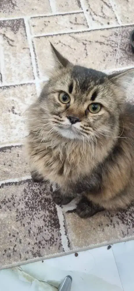 گربه شورت هِیر|گربه|سیرجان, |دیوار