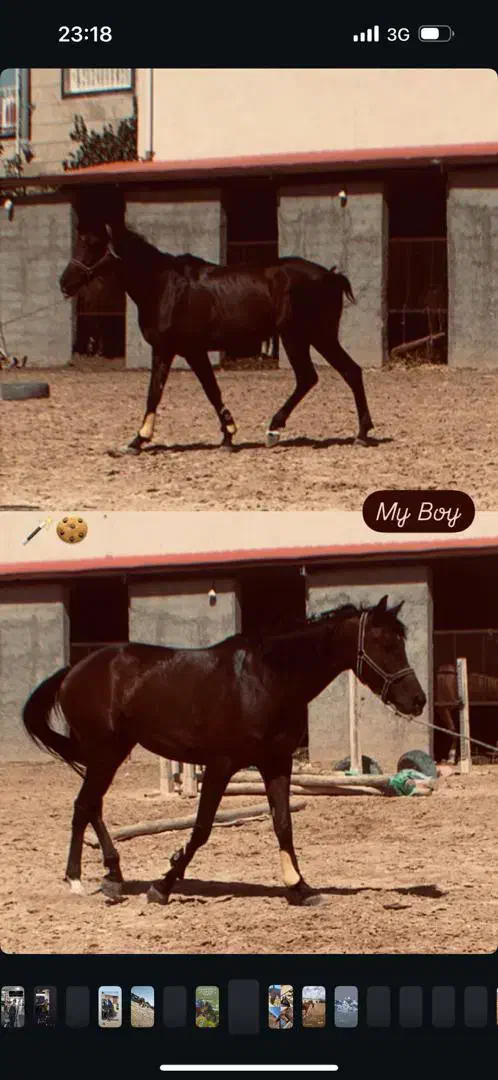 اسب ورزشی جوان فروش فوری|اسب و تجهیزات اسب‌سواری|قزوین, |دیوار