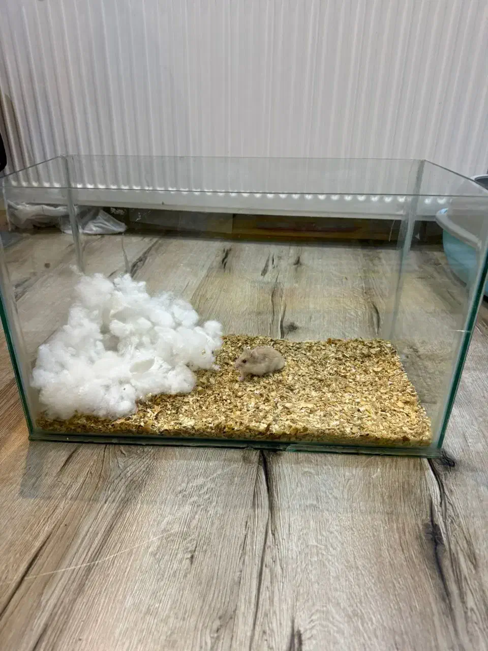 همستر مینیاتوری|موش و خرگوش|ارومیه, |دیوار