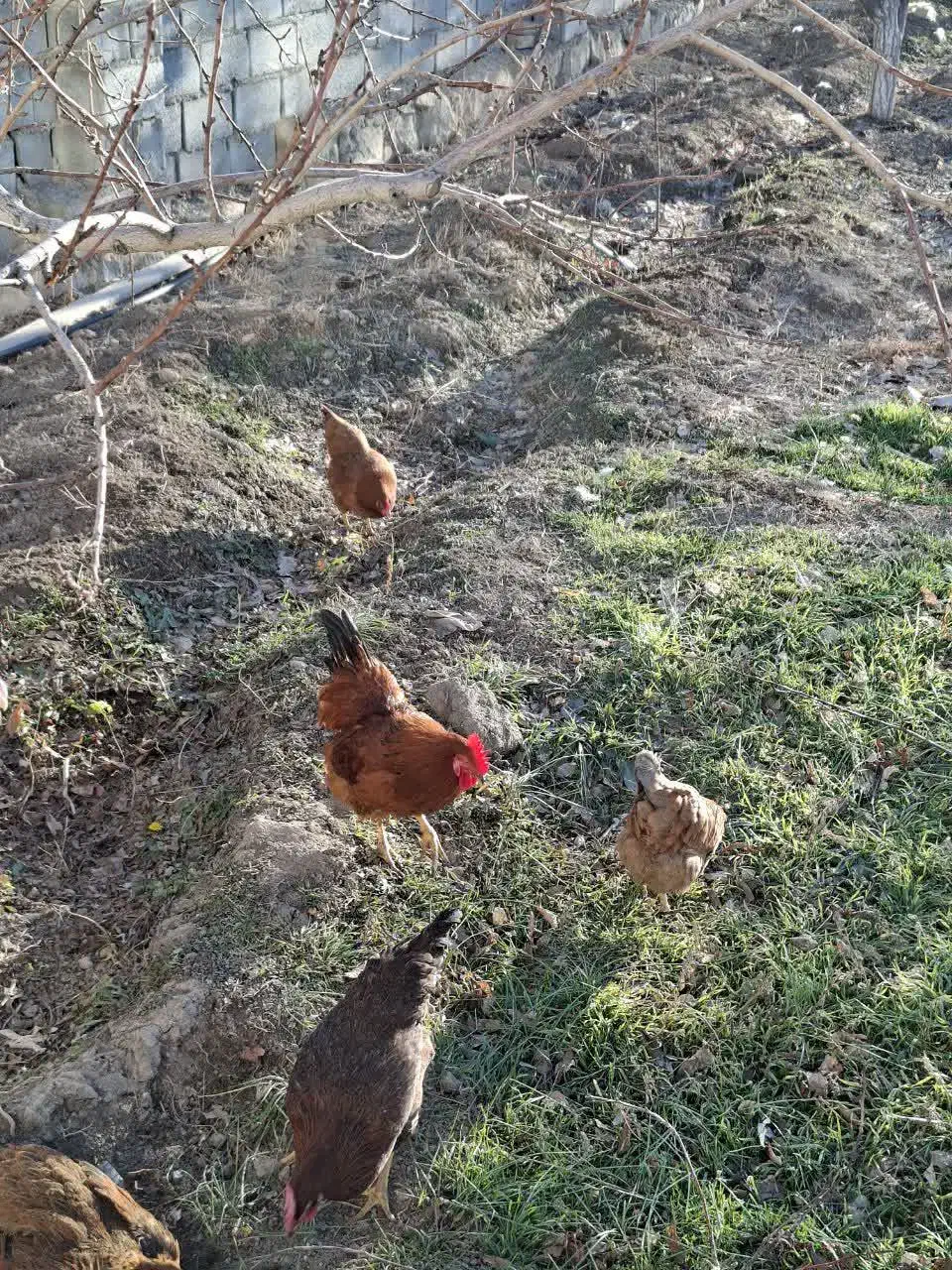 خروس محلی|حیوانات مزرعه|مشهد, میعاد (شهرک غرب)|دیوار