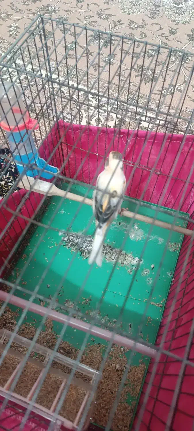 قناری ابلغ نر|پرنده|ری, تقی آباد|دیوار