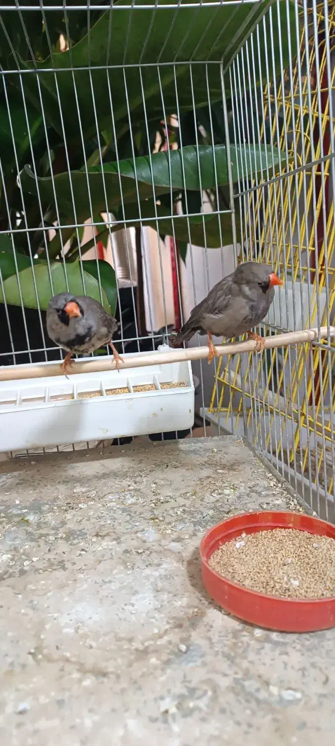 پرنده|پرنده|ساری, |دیوار