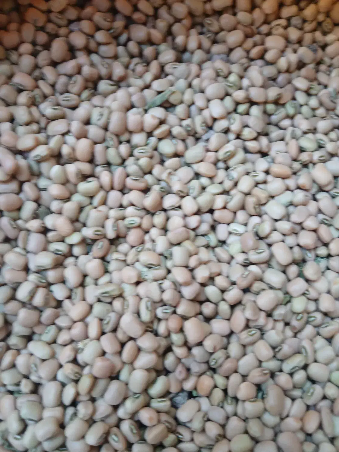 لوبیا|عمدهفروشی|دره شهر, |دیوار