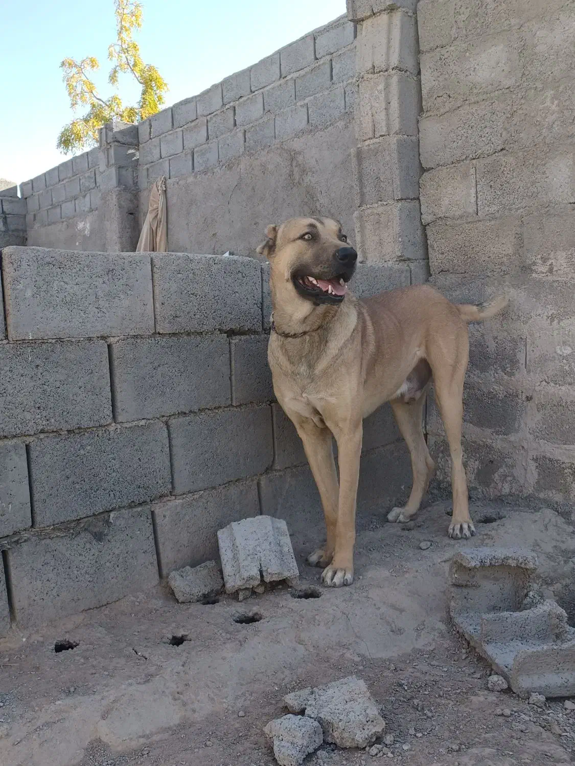 سگ فروشی|سگ|قائن, |دیوار