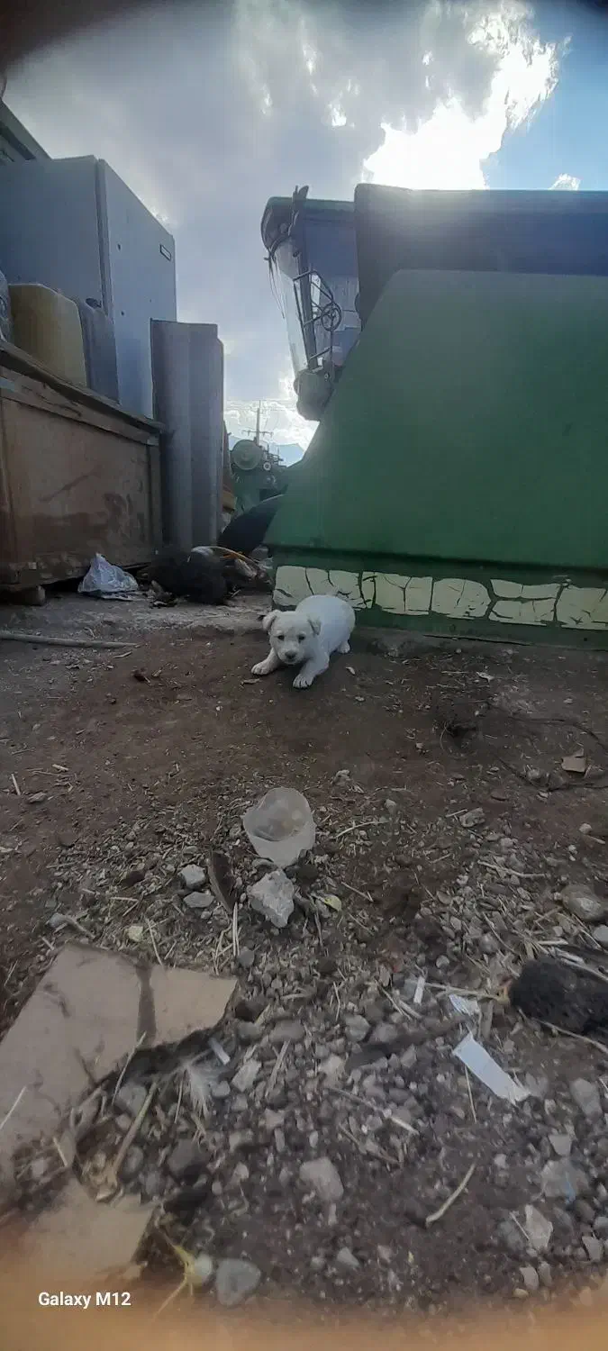 توله ای پا کوتا جیبی|سگ|قروه, |دیوار