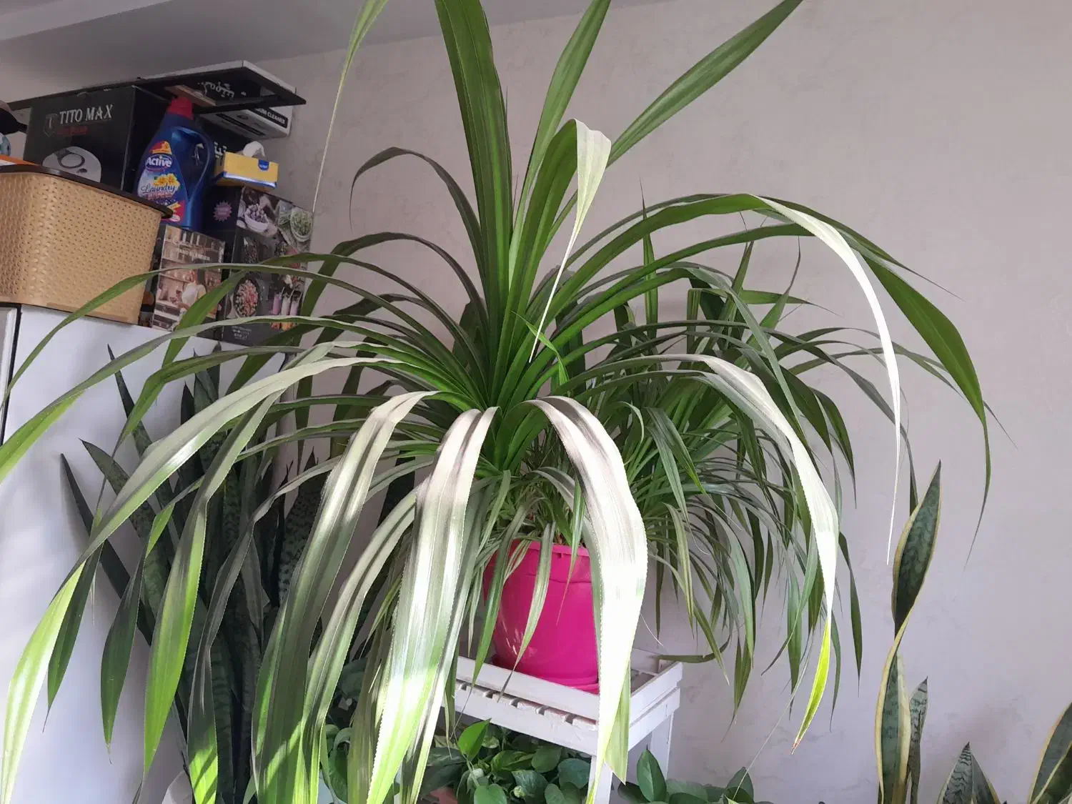 گل وگیاه|گل و گیاه طبیعی|پیشوا, |دیوار