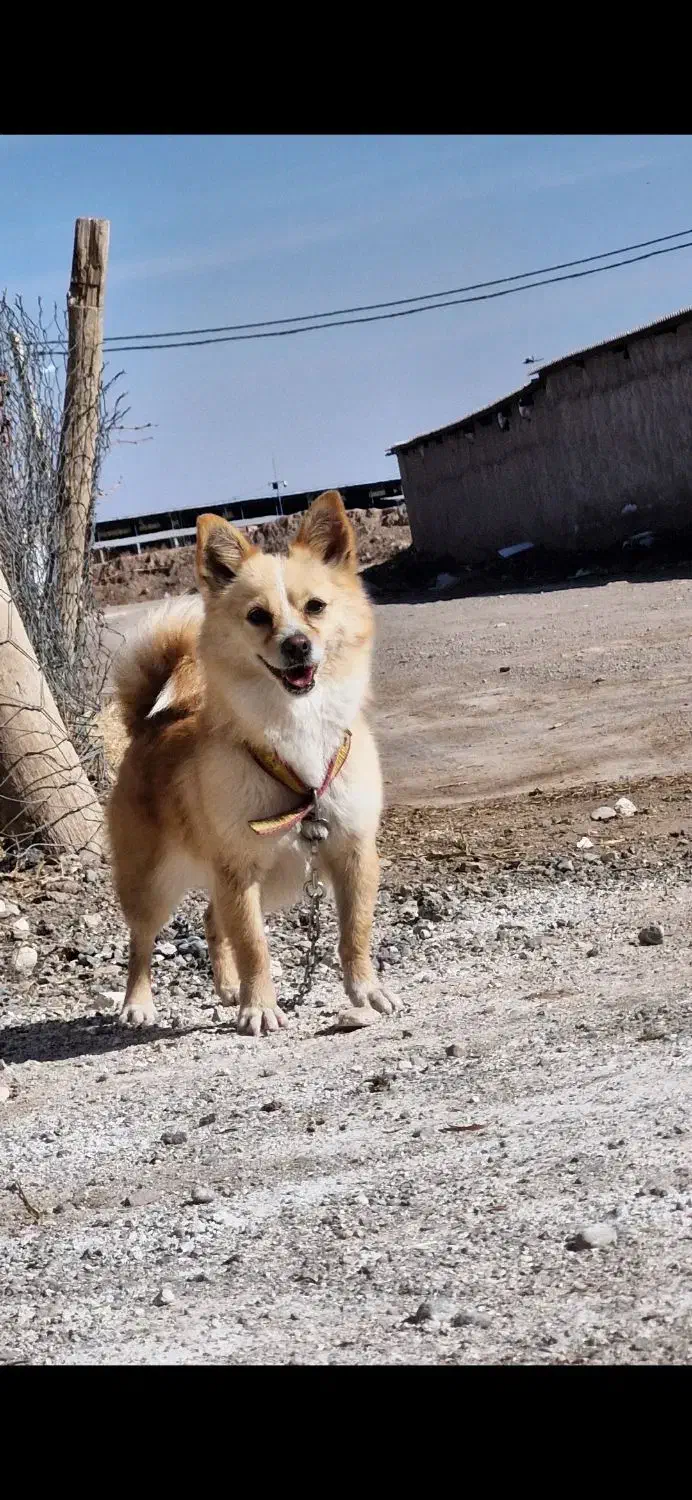 پامر روباهی|سگ|بوئین زهرا, |دیوار