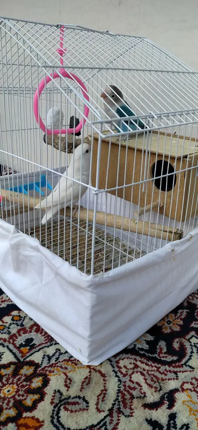 طوطی برزیلی|پرنده|مریوان, |دیوار