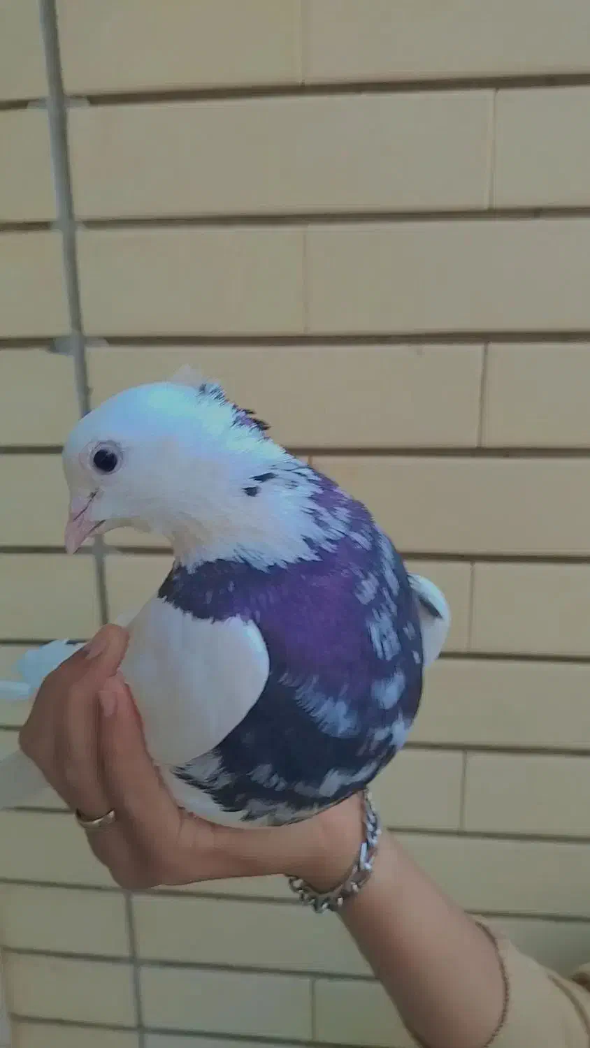 طوقی عروسک|پرنده|طبس, |دیوار