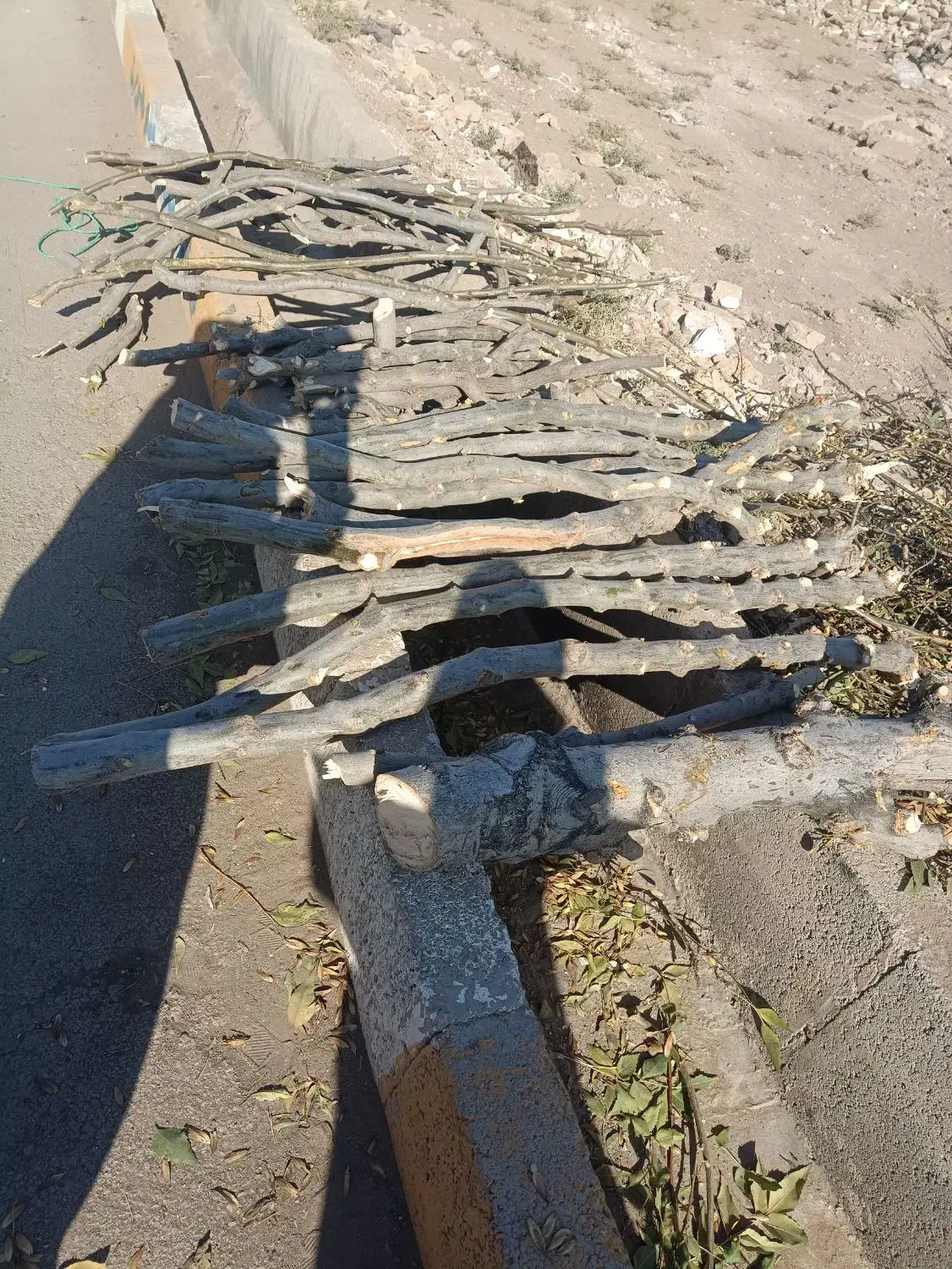 فروش چوب تر|گل و گیاه طبیعی|الوند, |دیوار