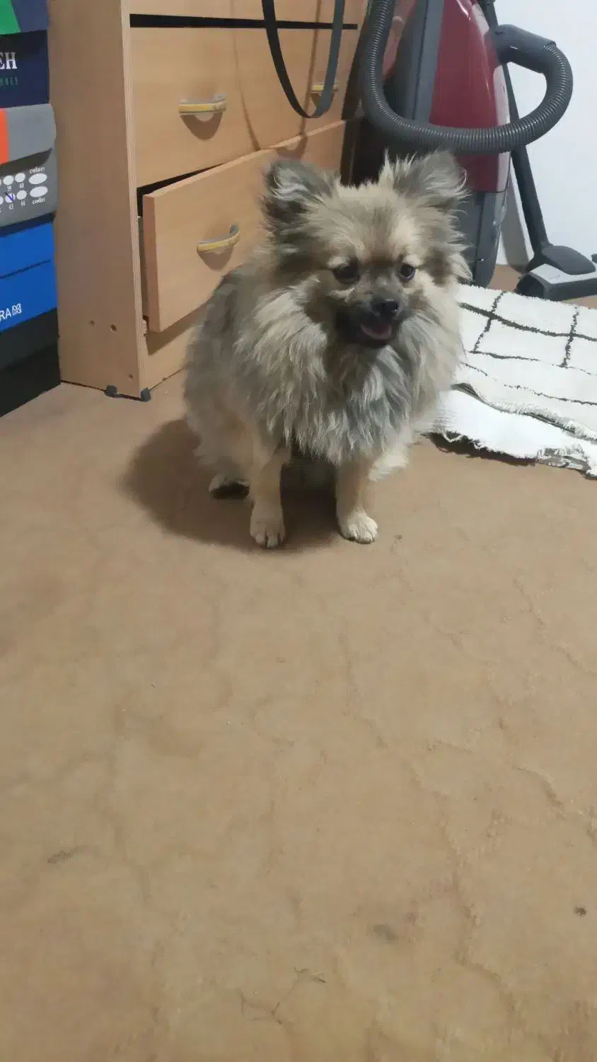 سگ پامرانین روباهی زیبا|سگ|آمل, |دیوار