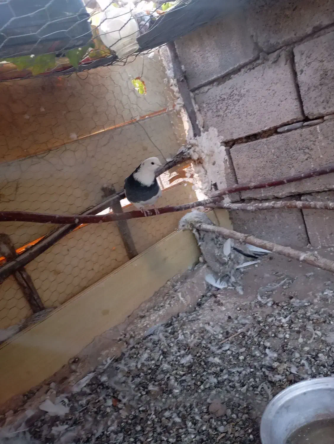 کبوتر|پرنده|زنجانرود, |دیوار